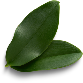 Vanilla leaves